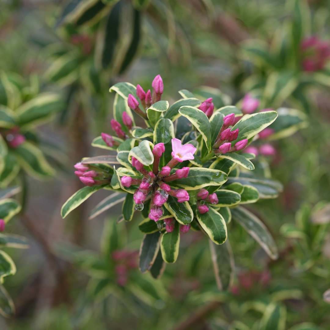 Close up of pink Carol Mackie Daphne blooms